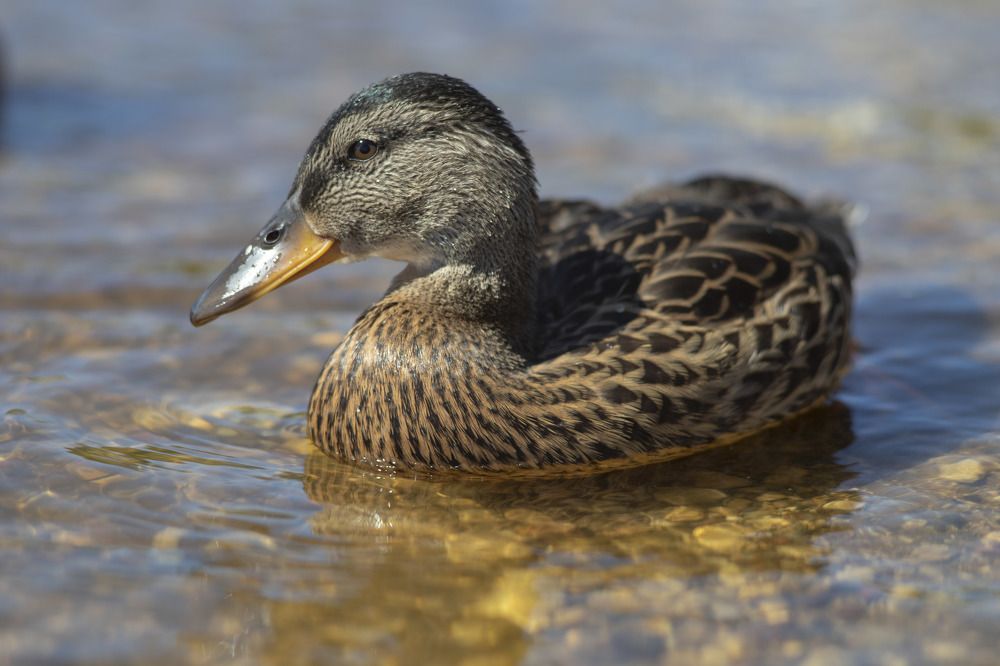 Photograph by Elena Kostochkina