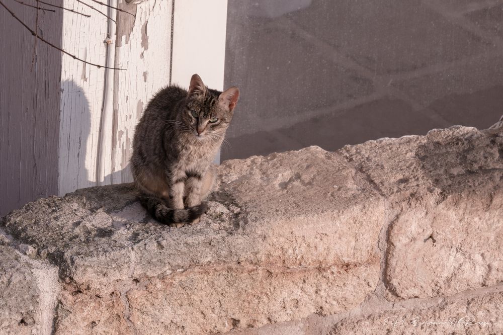 Фотография автора emanuele russo