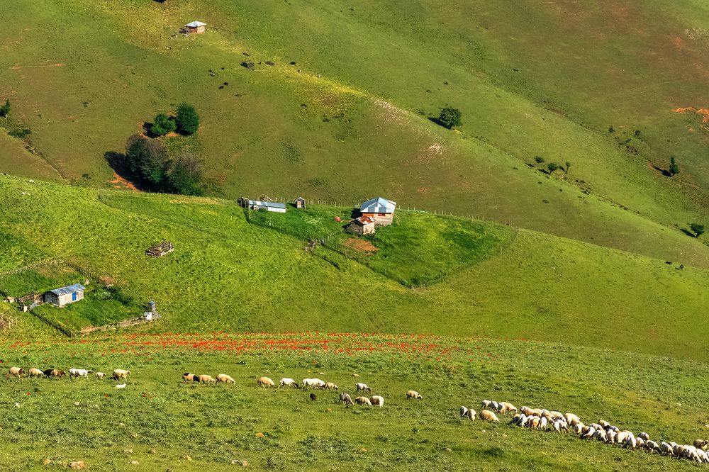 Фотография автора Farhad Alidost