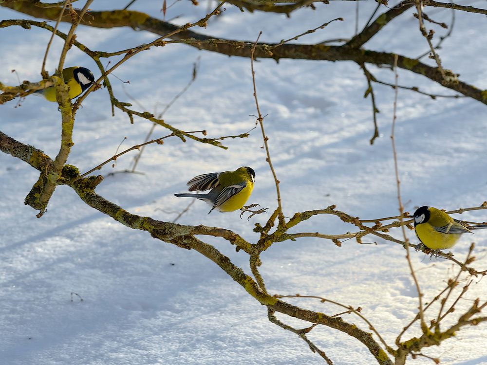 Приветвление/On a branch