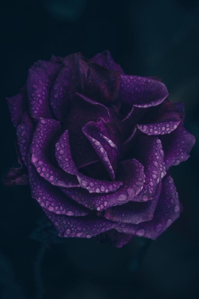 Photograph by Роман Рыбочкин