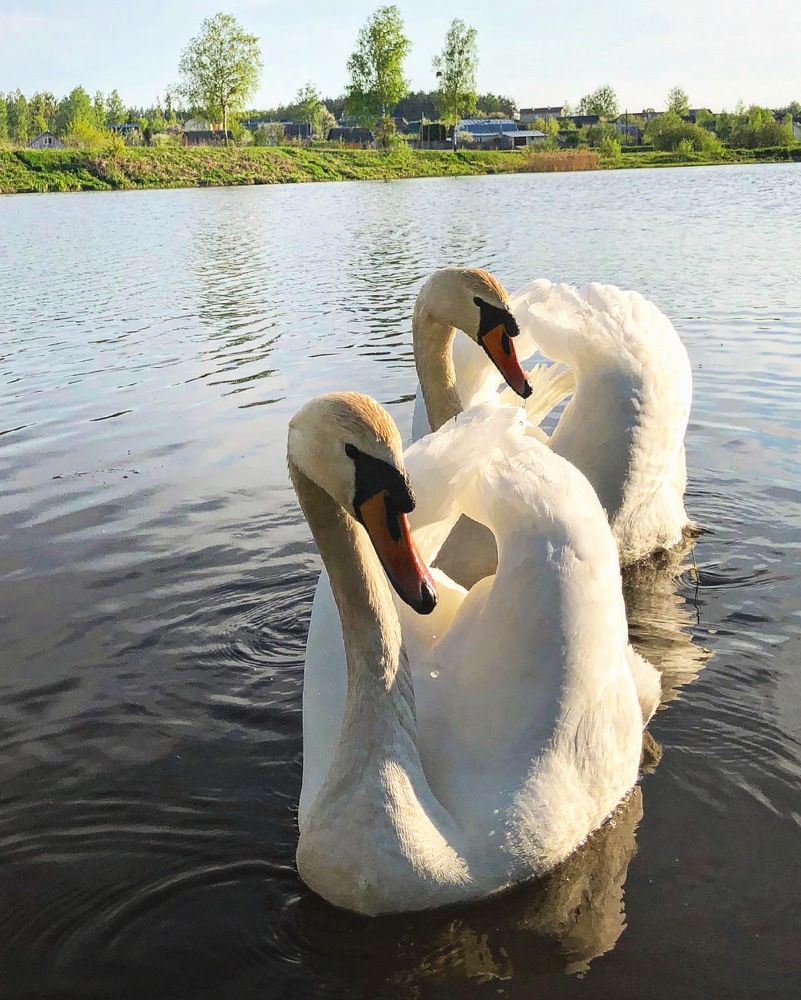 Лебеди на озере