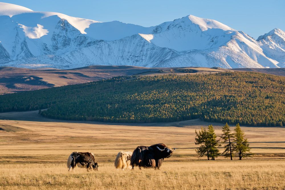 В прериях Тывы.
