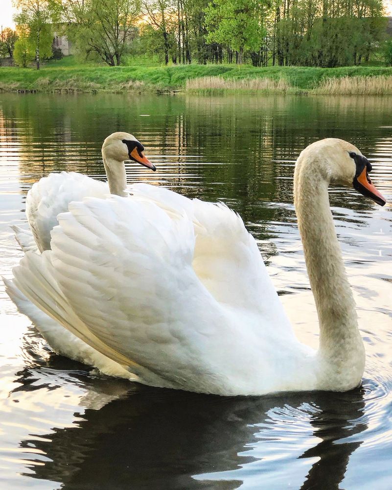 Лебеди на пруду