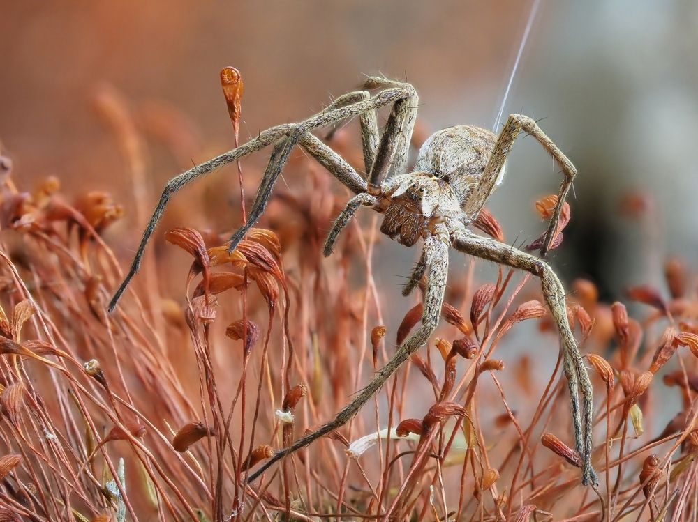 Photograph by Максим Кошелев