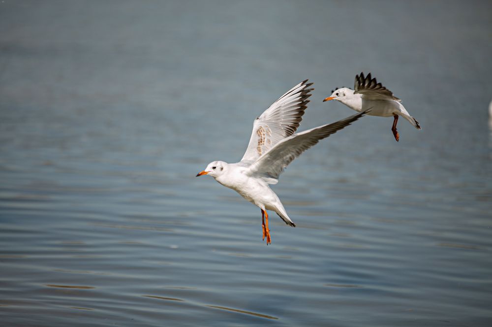 Photograph by Mohammadreza Majlesifar