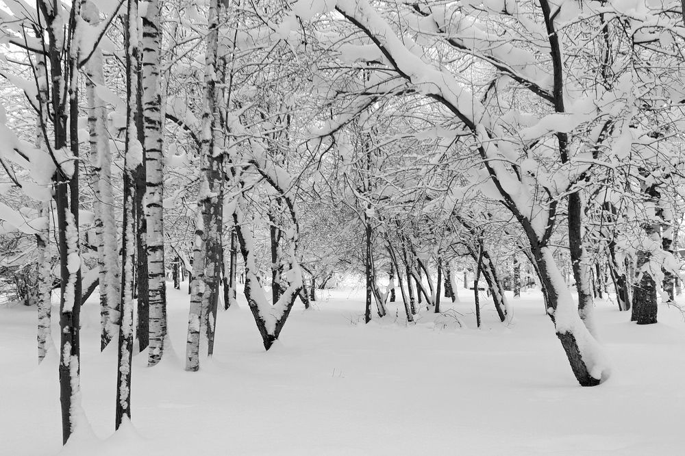 Черно-белая зима