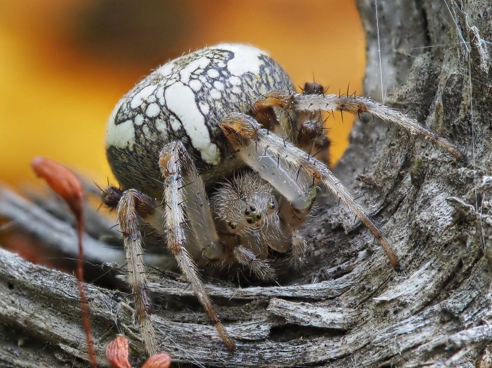 Photograph by Максим Кошелев