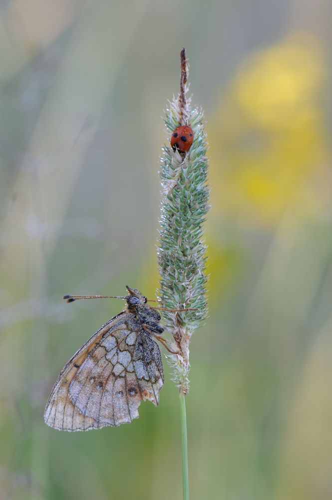Божья коровка улети на небко.