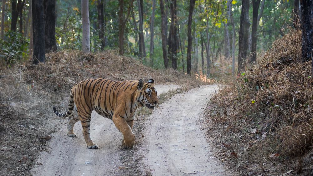 The King Crossing The Road
