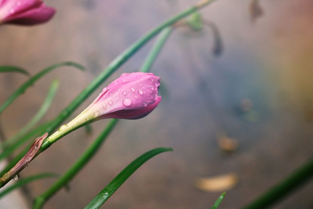 Photograph by Viviana García