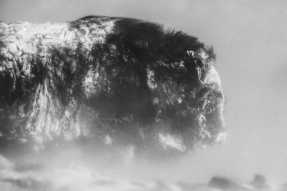 Photograph by Ernestas Balcikonis