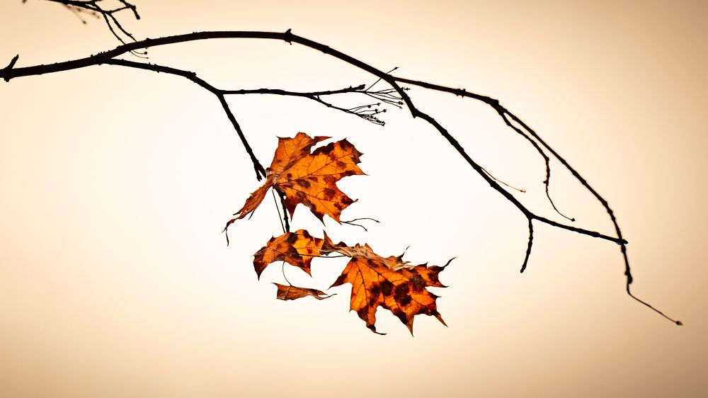 Photograph by Галина Полищук