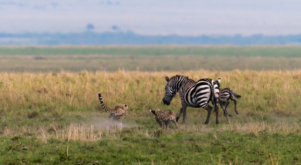 CHEETAH VS ZEEBRA SERIES