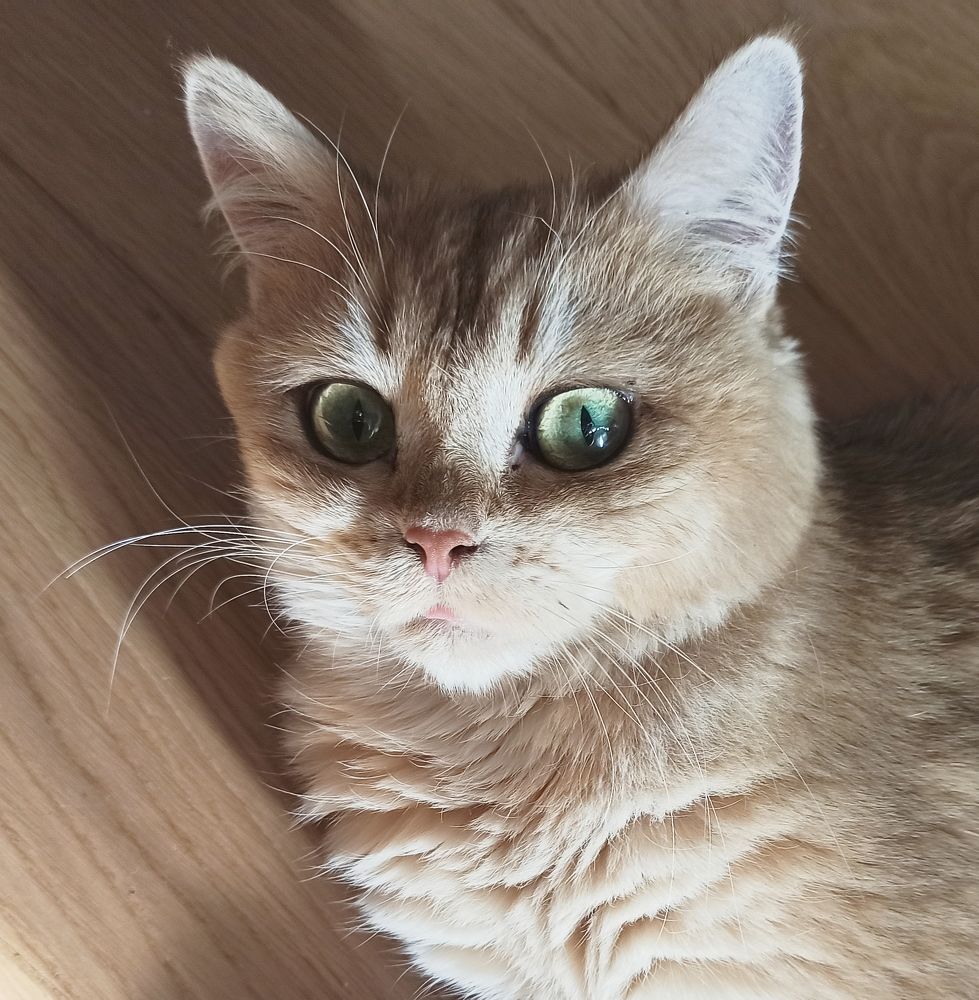 Портрет кошки