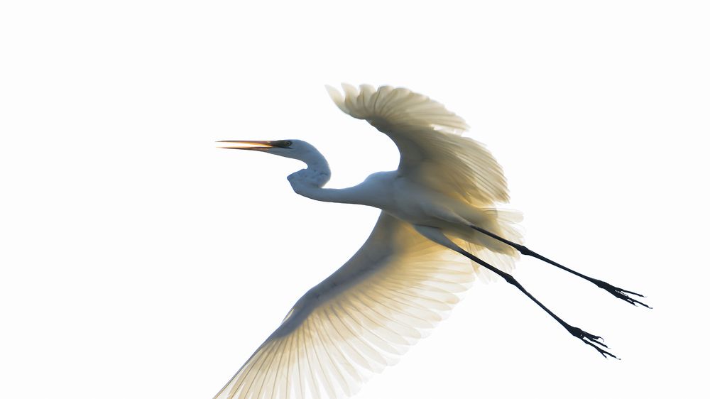 Photograph by Виктория Диксит