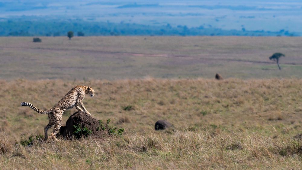 Фотография автора Hari Govindarajulu