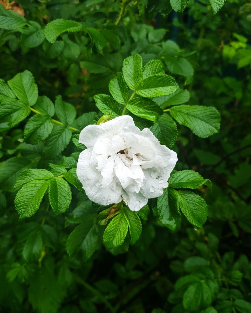 Photograph by Дмитрий Зернов