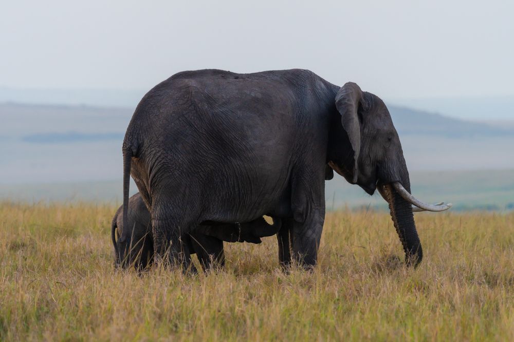 Фотография автора Hari Govindarajulu