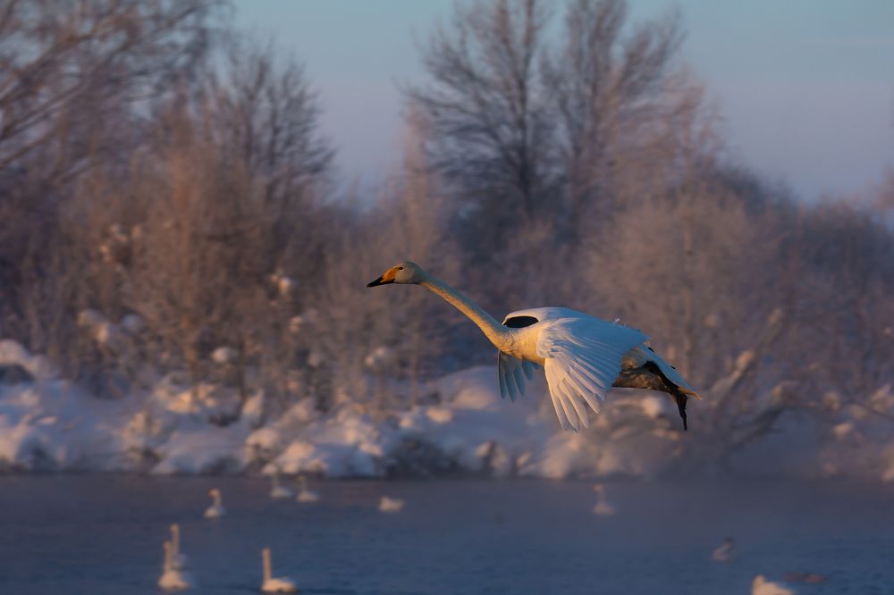 Грациозное приземление в лучах зимнего солнца на рассвете