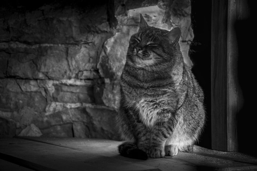 Фотография автора Олег Голубев