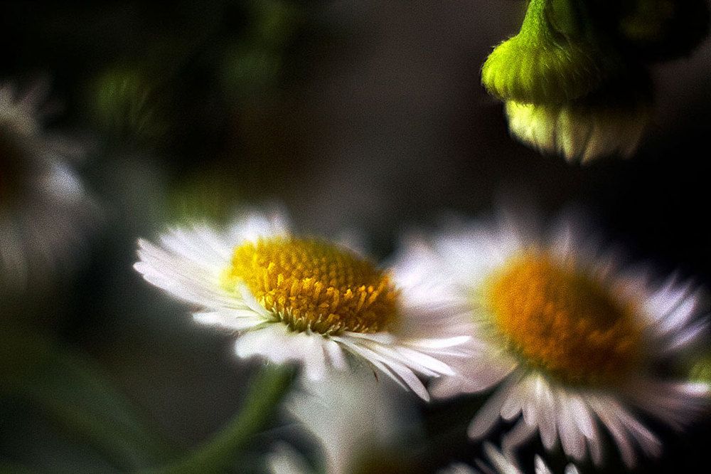 Photograph by Екатерина Мезенова