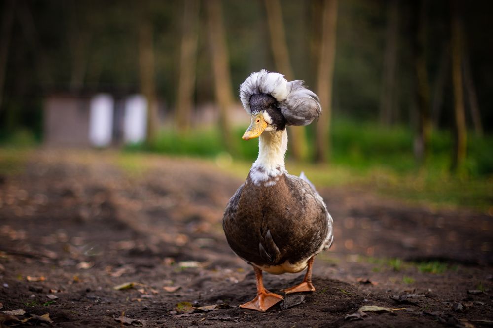 Фотография автора Олег Голубев