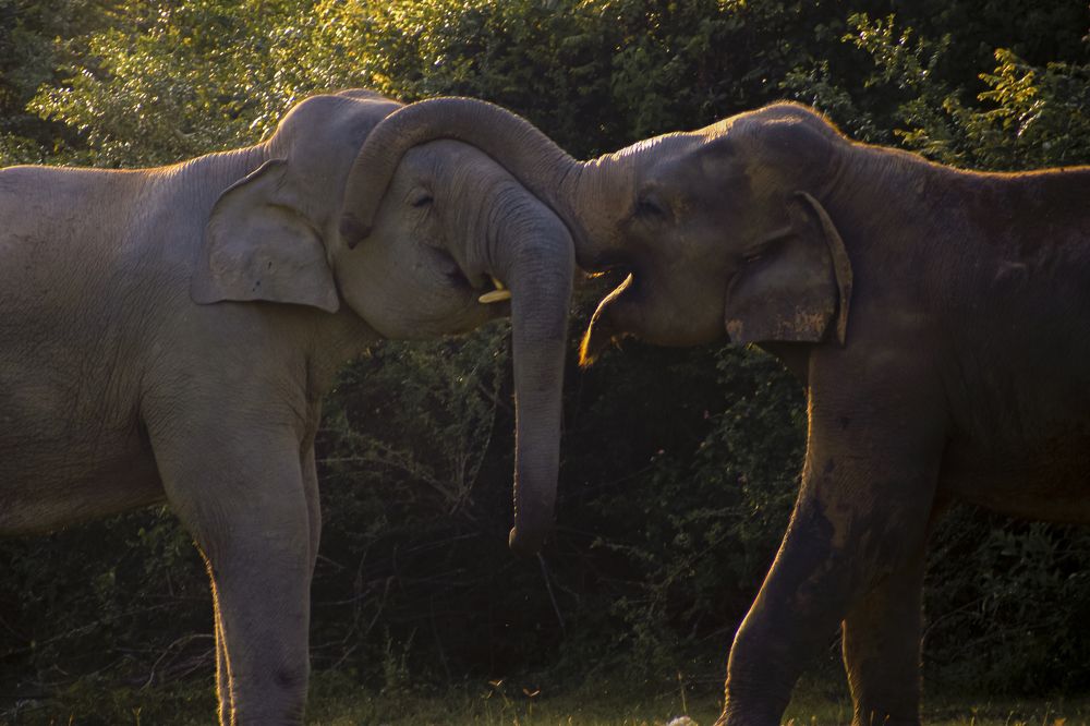 Photograph by Atheeb Mohamed