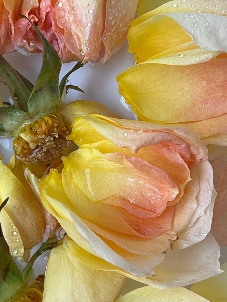 Моменты короткой жизни роз