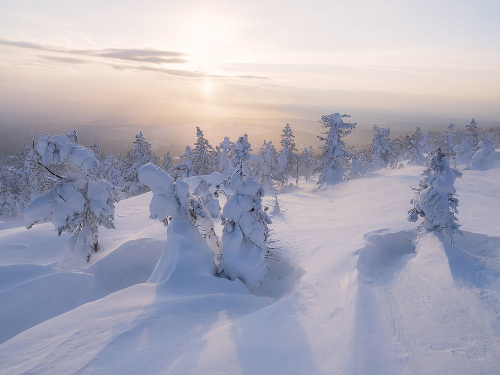 ...Снежные жители...