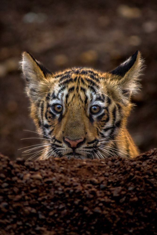 Curious Cub