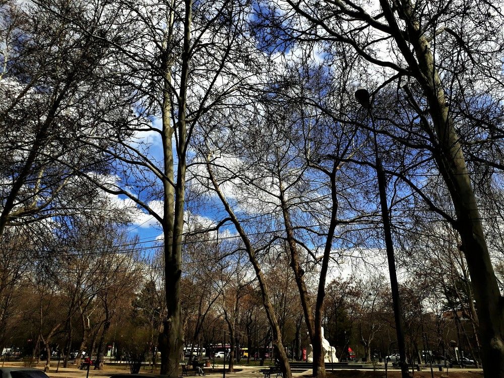 Деревья и небо