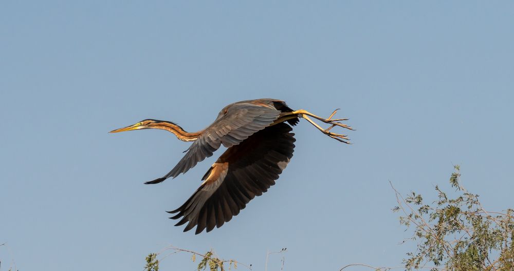 PURPLE HERON TAKE OFF