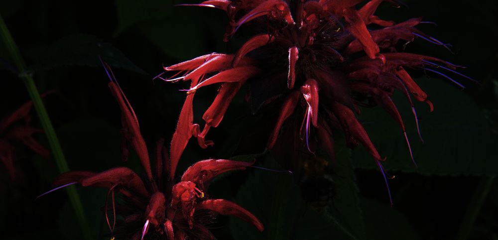 Photograph by Николай Алексеев