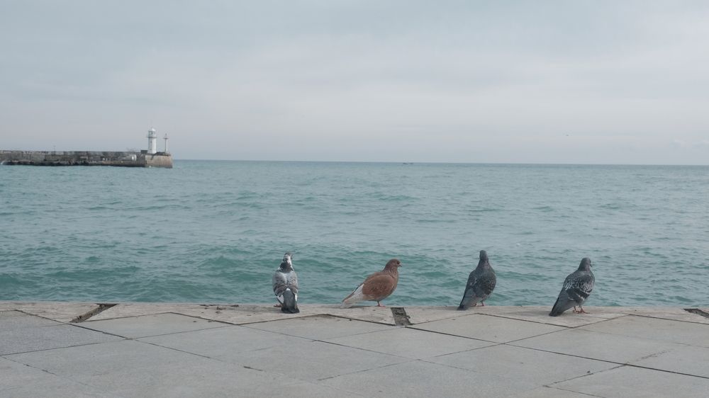 Несовершенные виды