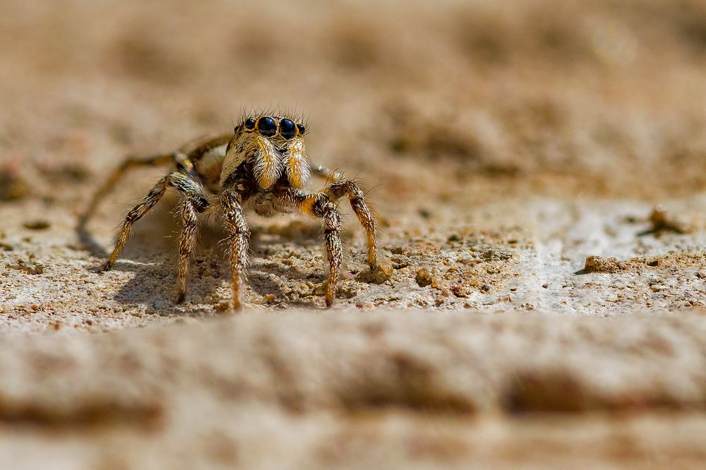 Photograph by Gatis Vilbrants