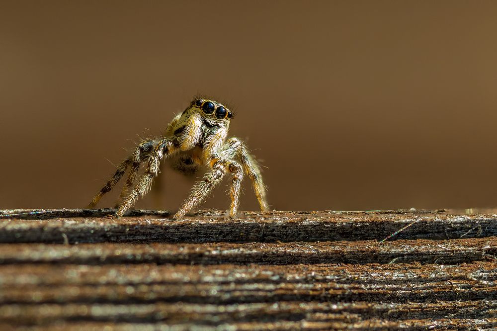 Photograph by Gatis Vilbrants