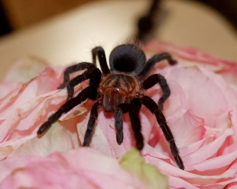 Photograph by Elvira Magsumova