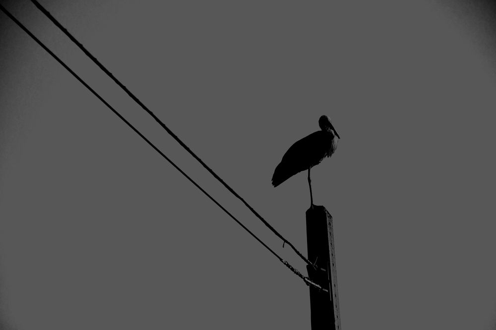 Photograph by David Alcaide