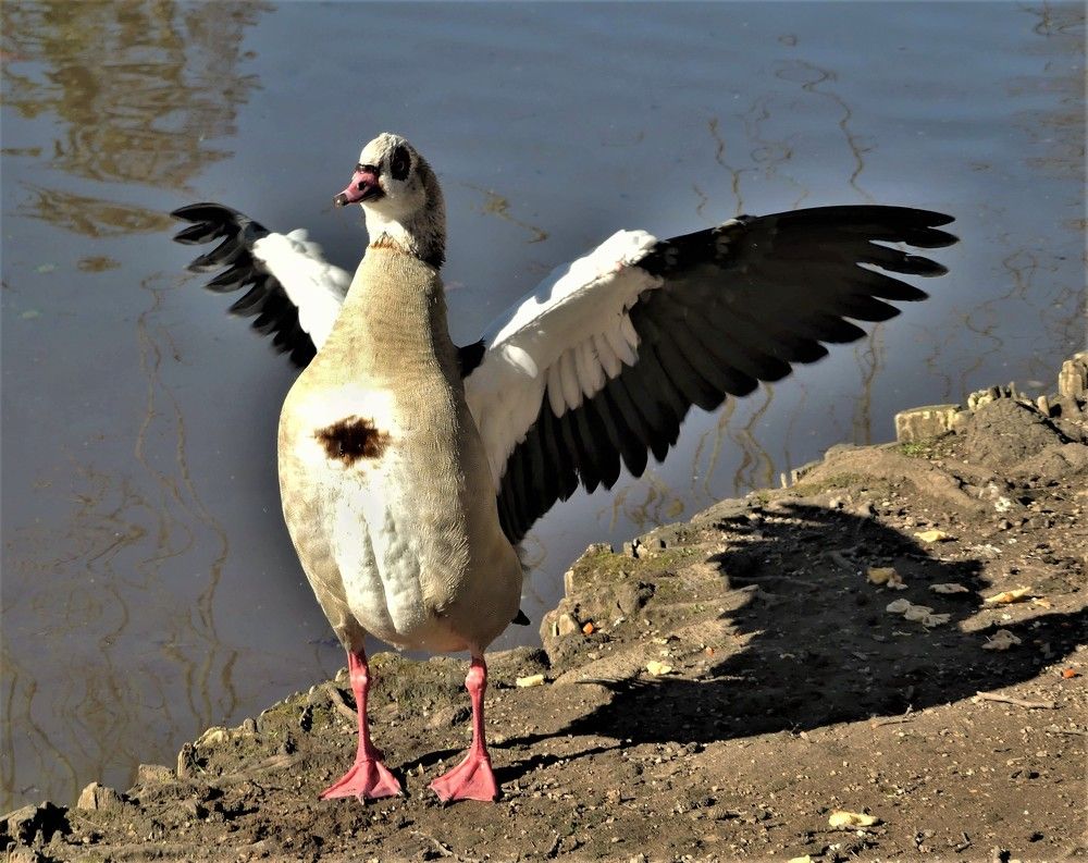 Гимнастика