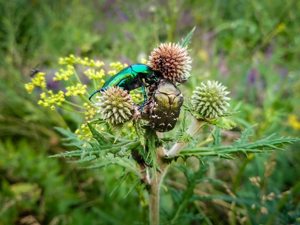 Photograph by Елена Шилова