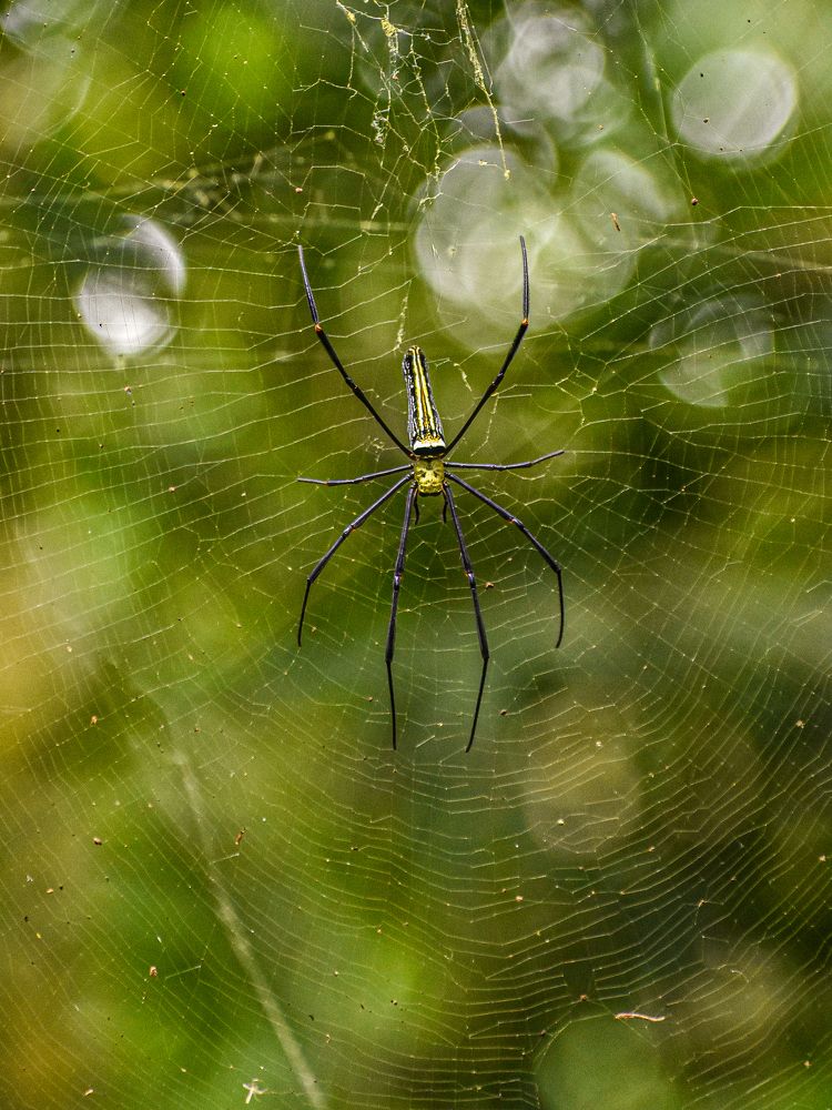 Фотография автора ANKIT GHOSH