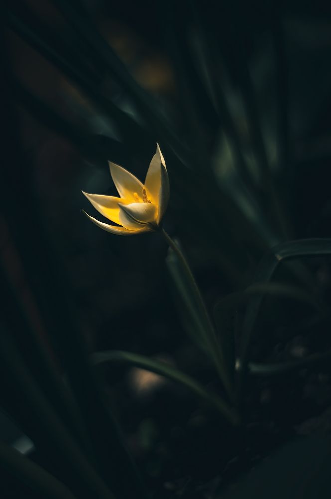 Photograph by Тараненко Анжелика