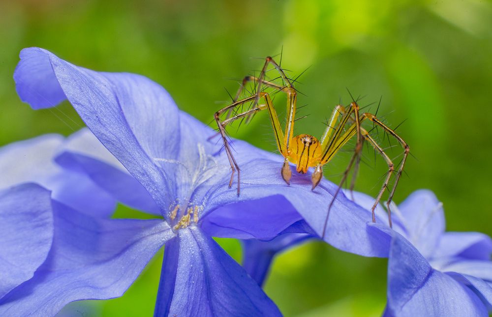 Фотография автора Sasindu Pramuditha