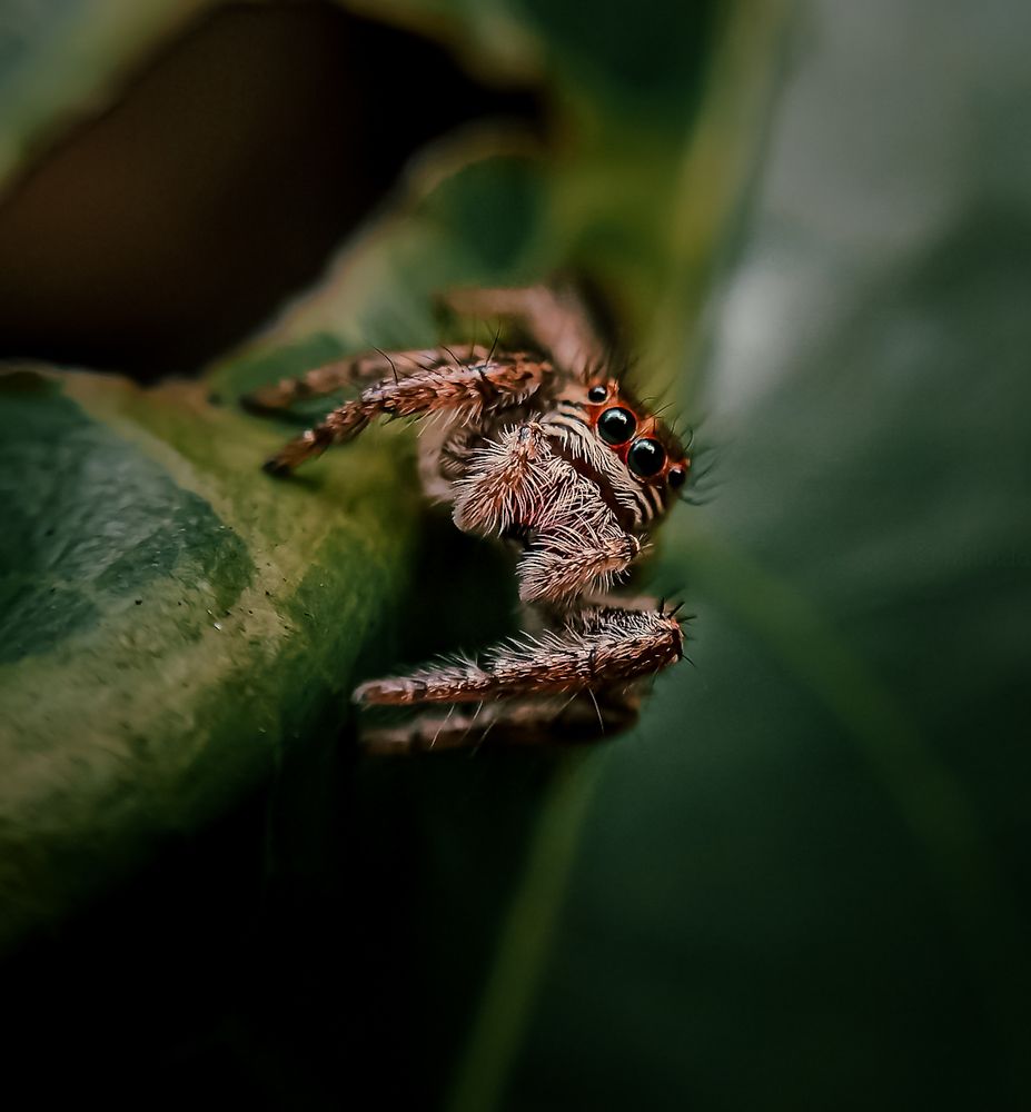 Photograph by Ashan Milinda