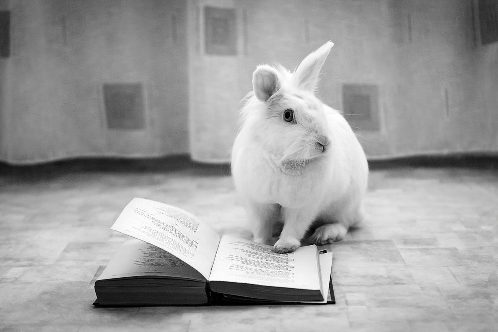 Ушастый чтец