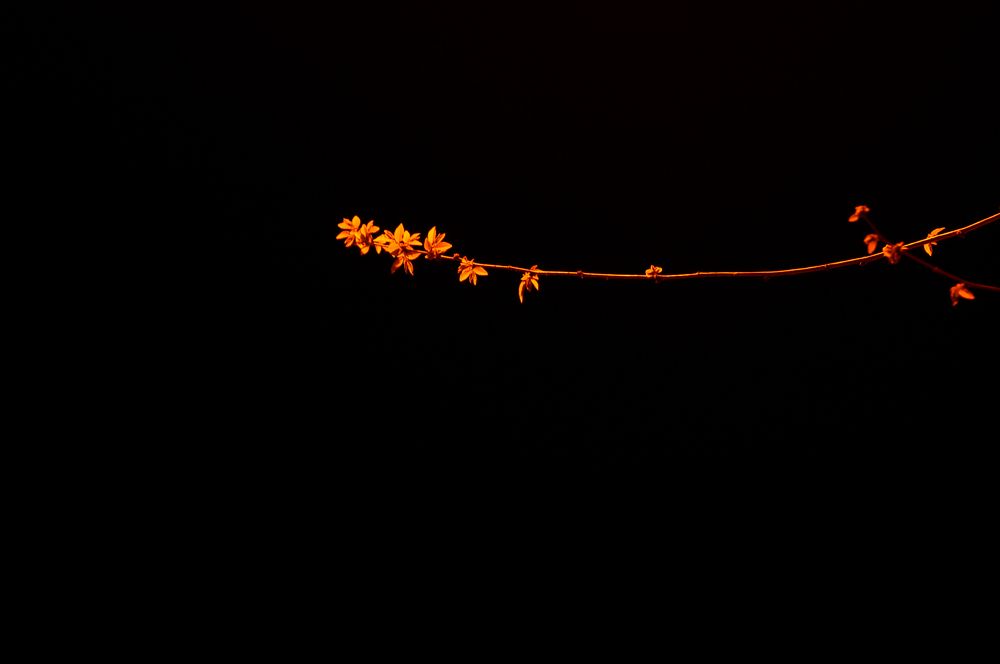 Фотография автора Ася Бабушкина