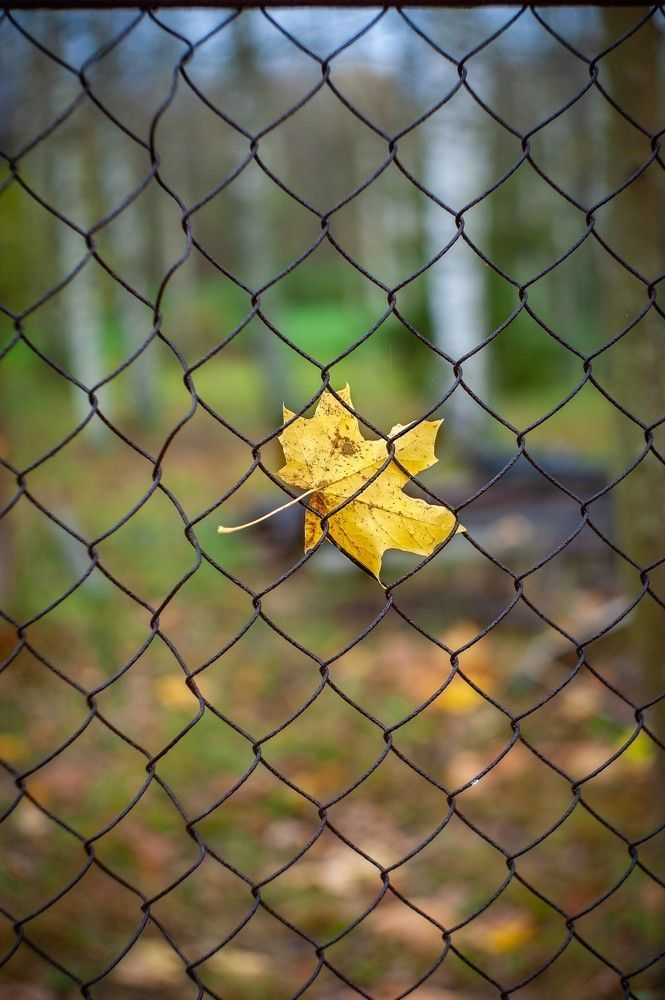 Последнее дыхание осени