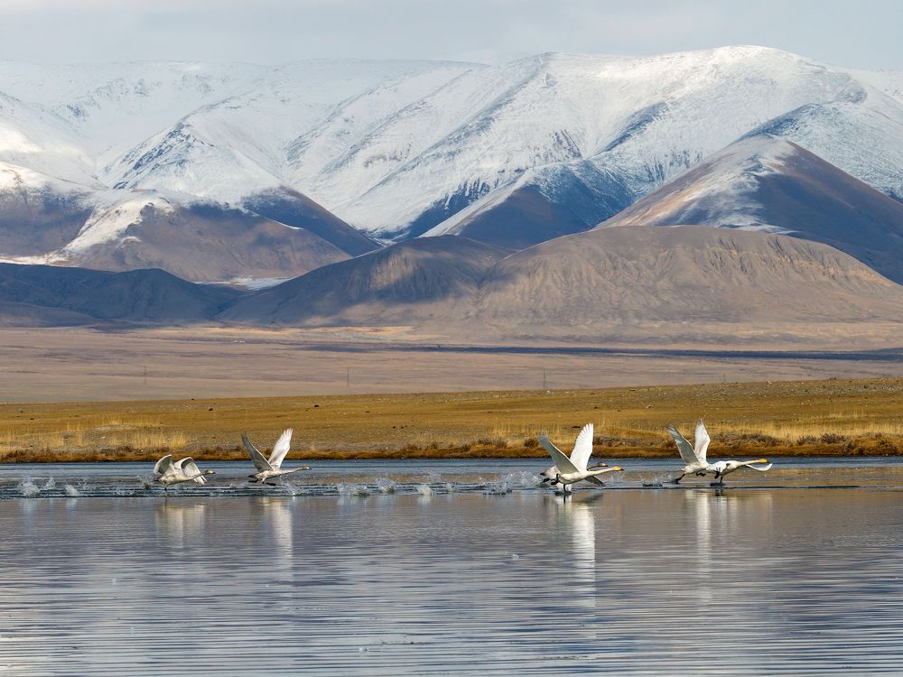 Лебединое озеро