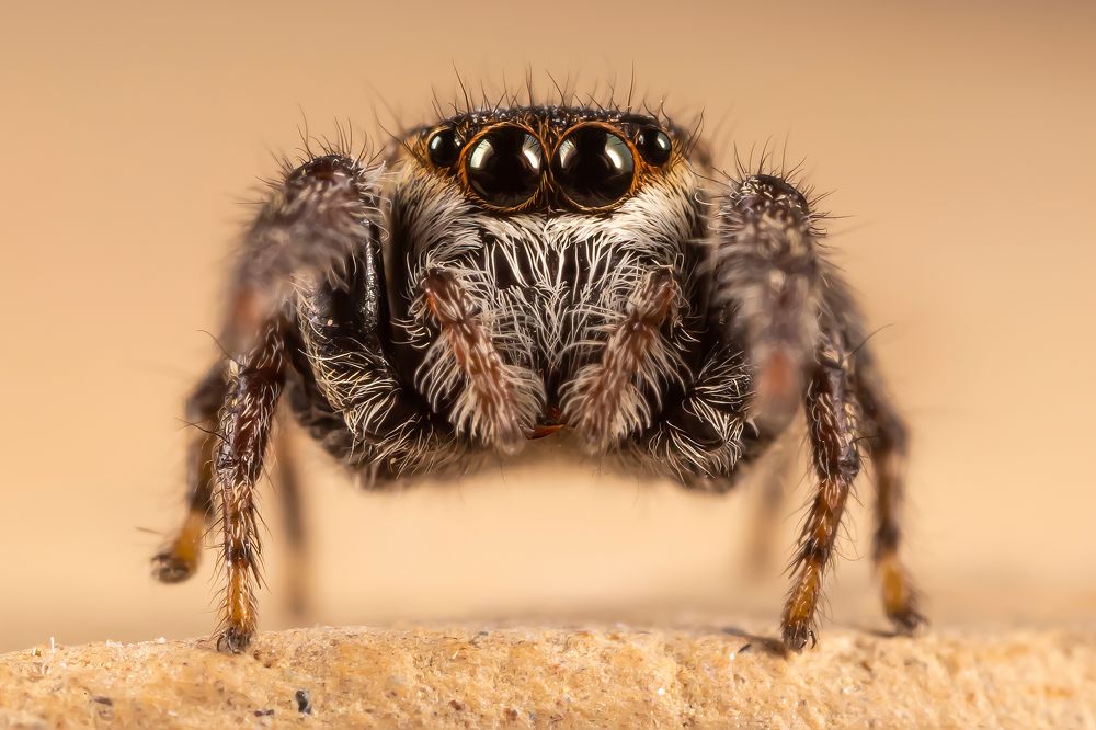 Photograph by Shams Vida